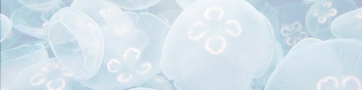 Discord server ⋅˚₊‧ ଳ 𝐉𝐞𝐥𝐥𝐲 𝐖𝐢𝐧𝐠𝐬 ໒꒱ ‧₊˚ banner image